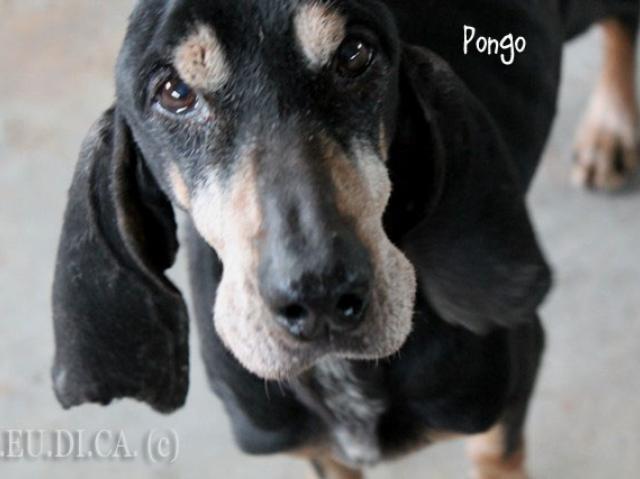 Pongo